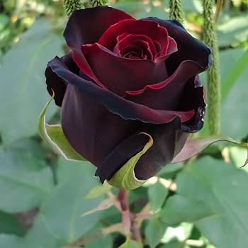 Maroon Kletterrosen Blumensamen zum Pflanzen – Heirloom gentechnikfrei hohe Keimrate