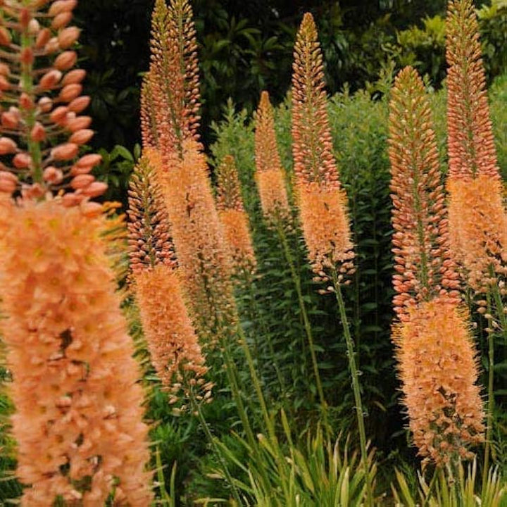 Oranger Eremurus Blumensamen – Alte Sorte, gentechnikfrei, hohe Keimrate, Bio-Gartensamen zum Pflanzen