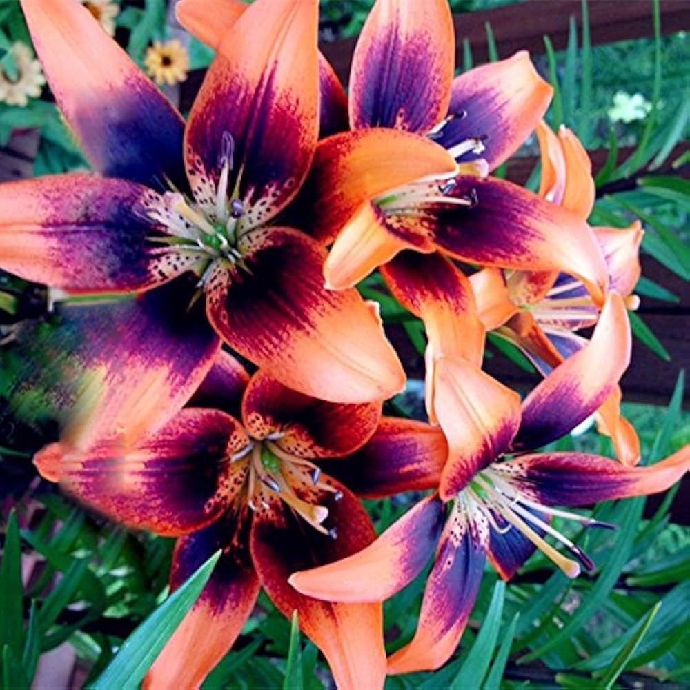 blue heart flower seeds