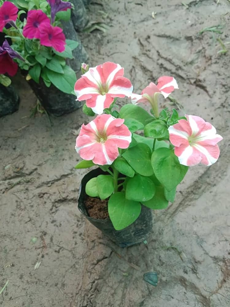 petunia for flower seeds