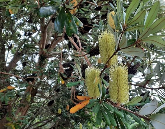 green banksia tree heirloom non-gmo seeds
