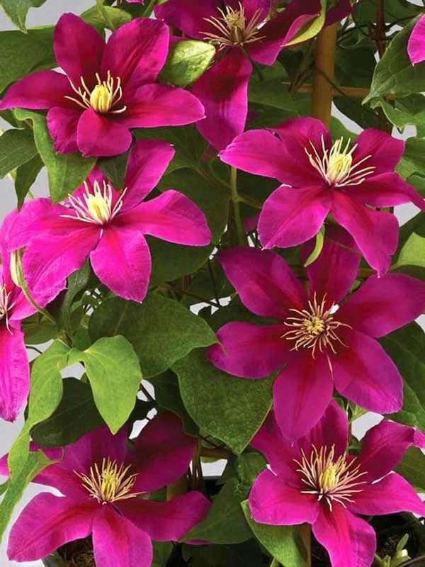 Dark Pink Clematis Flowers Seeds for Planting – Heirloom Non-GMO High Germination