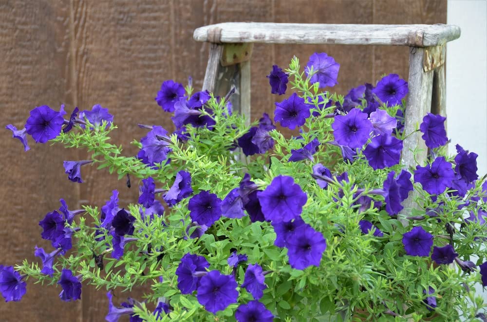 blue pelletized flower seeds