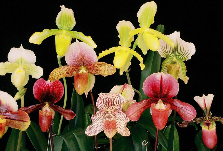 Mixed Paphiopedilum Orchid Flower Seeds – Heirloom, Non-GMO, High Germination Seeds