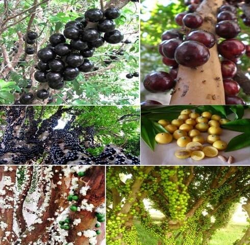 Mixed Jaboticaba Seeds – Heirloom, Non-GMO, High Germination Organic Garden Seeds for Planting