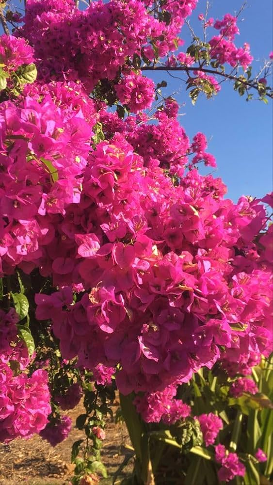 Pink Climbing Bougainvillea Flower Seeds – Heirloom, Non-GMO, High Germination, Organic Garden Seeds