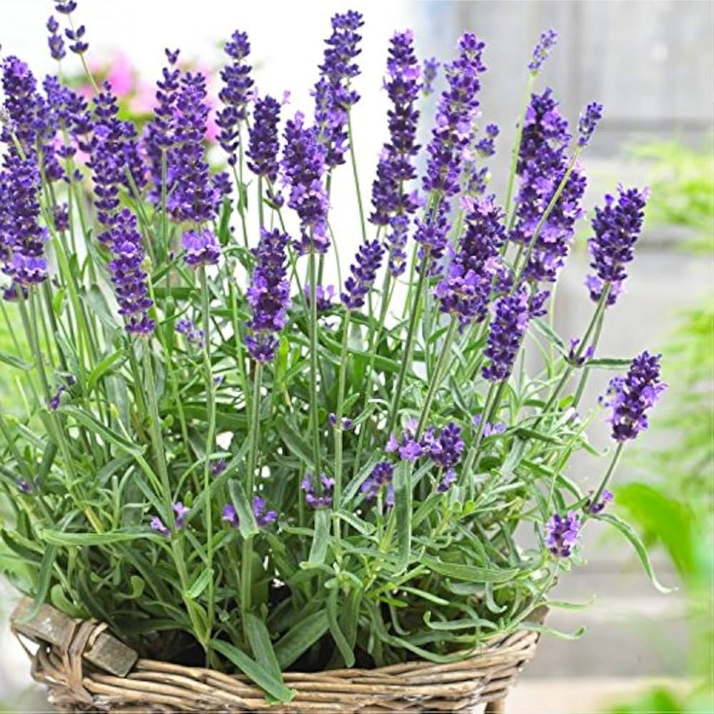 lavender flower flower seeds