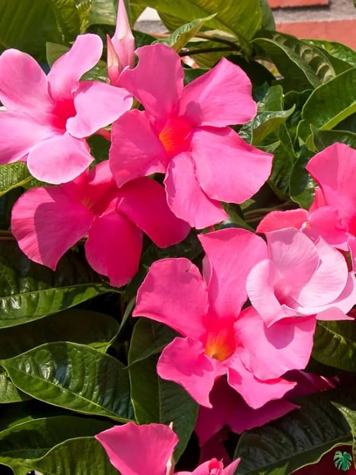 Pink Dipladenia Flower Seeds – Heirloom, Non-GMO, High Germination Seeds