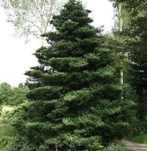 green abies flower seeds