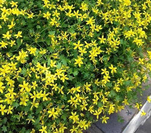Yellow Cineraria Flower Seeds – Heirloom, Non-GMO, High Germination Organic Garden Seeds