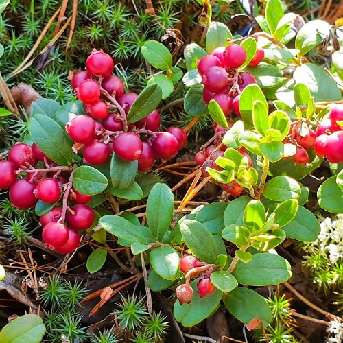 Rote Rebhuhnbeere Samen – Alte Sorte, gentechnikfrei, hohe Keimfähigkeit Bio-Gartensamen zum Pflanzen