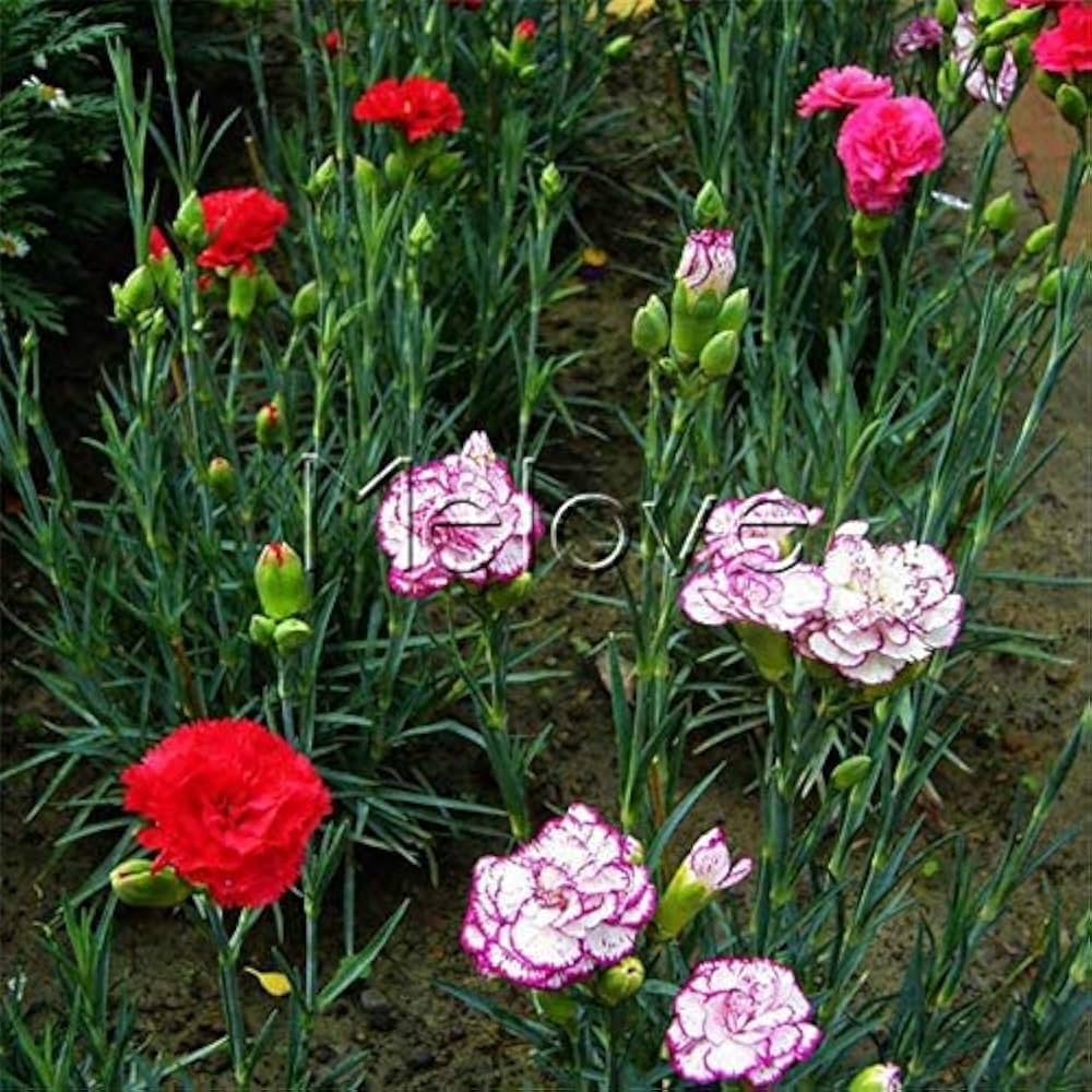 mixed color flower seeds