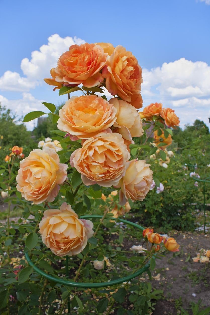 Orange Climbing Rose Flower Seeds – Heirloom, Non-GMO, High Germination Seeds