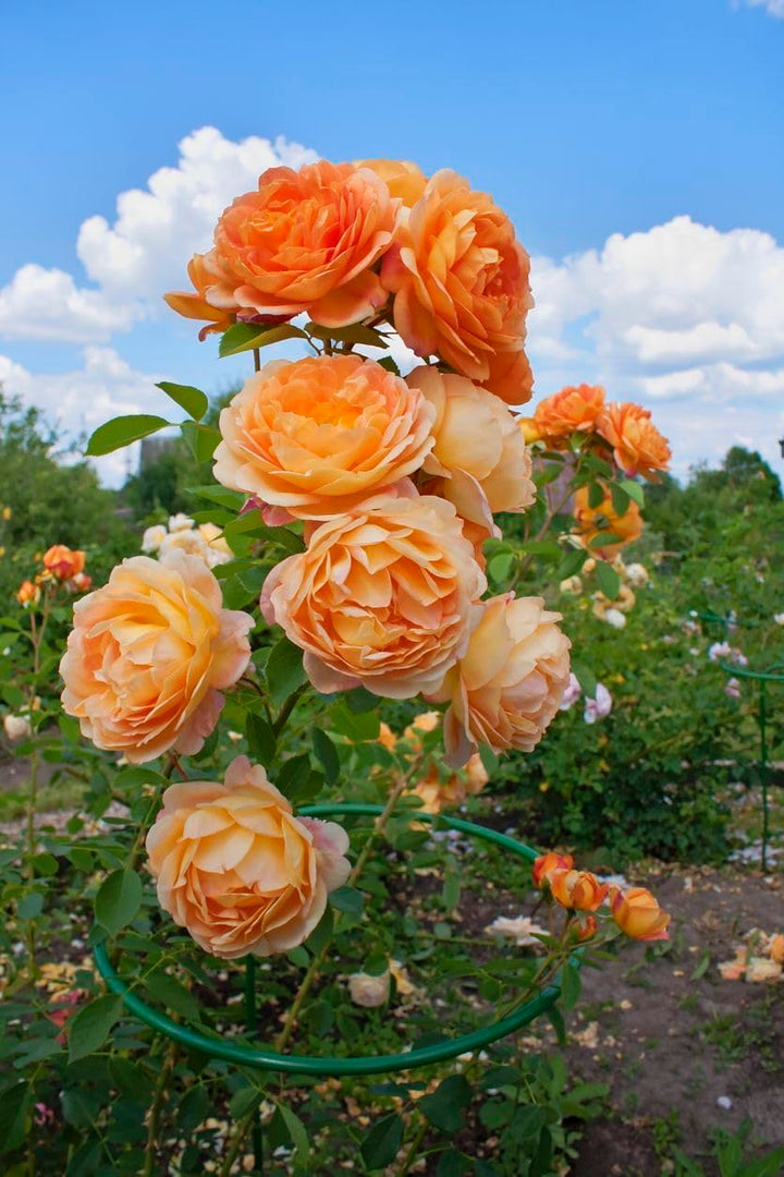 Orange Climbing Rose Flower Seeds – Heirloom, Non-GMO, High Germination Seeds