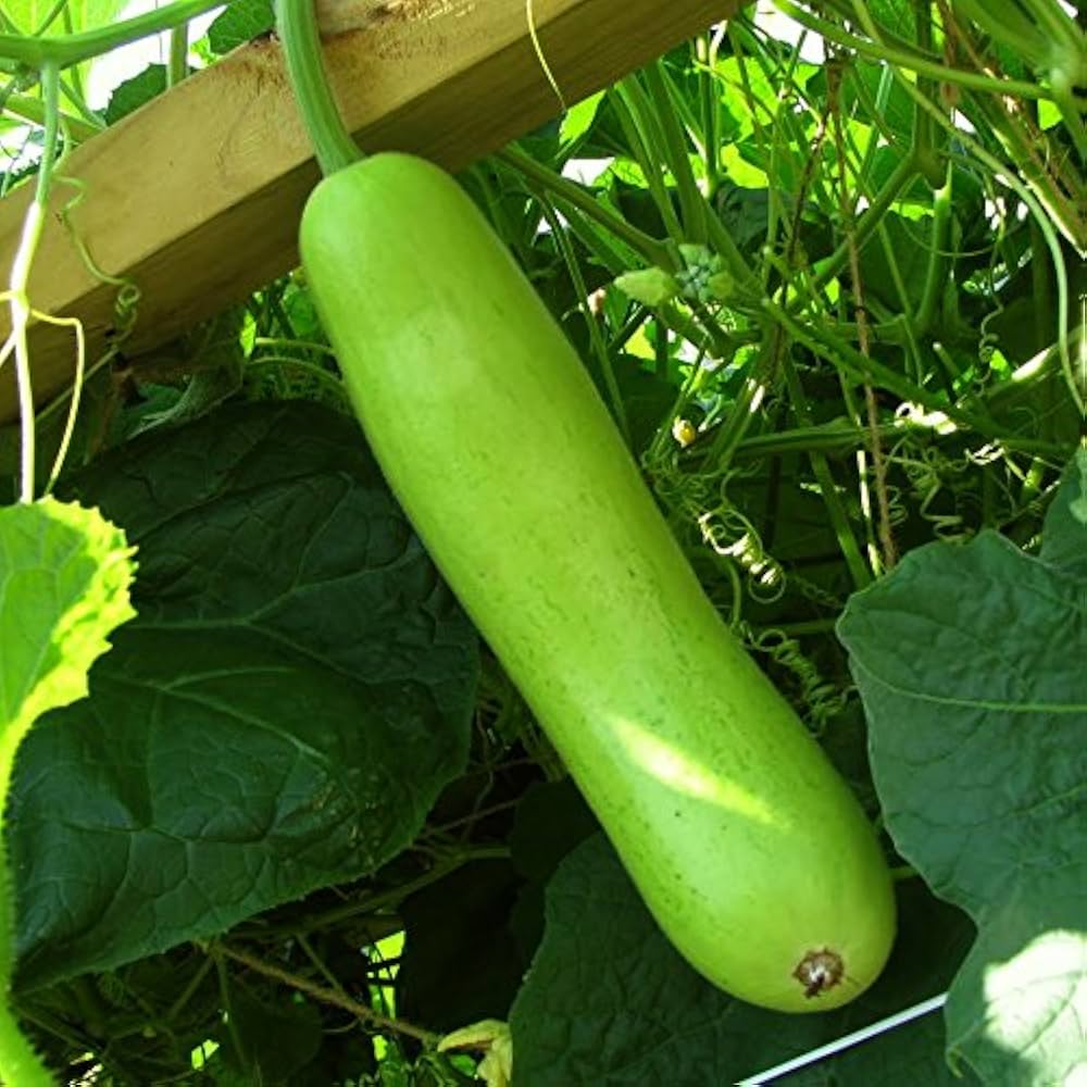 giant gourd flower seeds