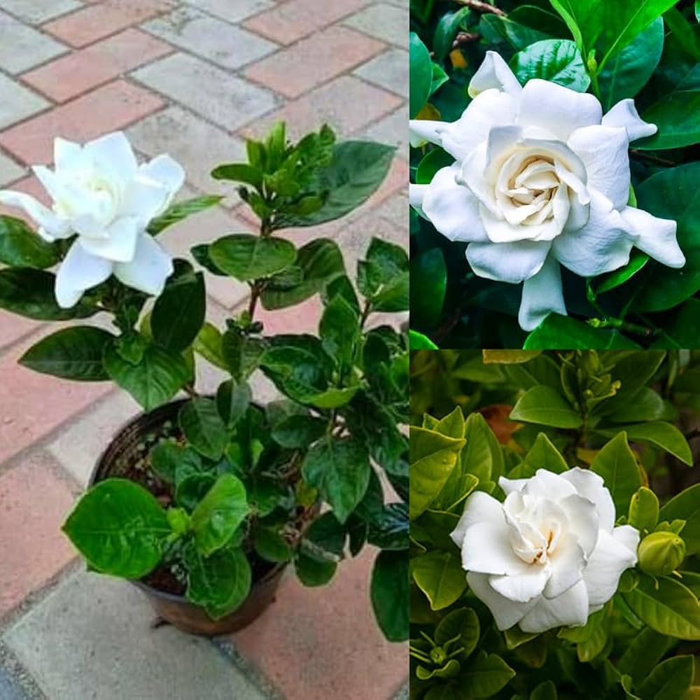 Gardenia Flower Seeds White – Heirloom, Non-GMO, High Germination Organic Seeds