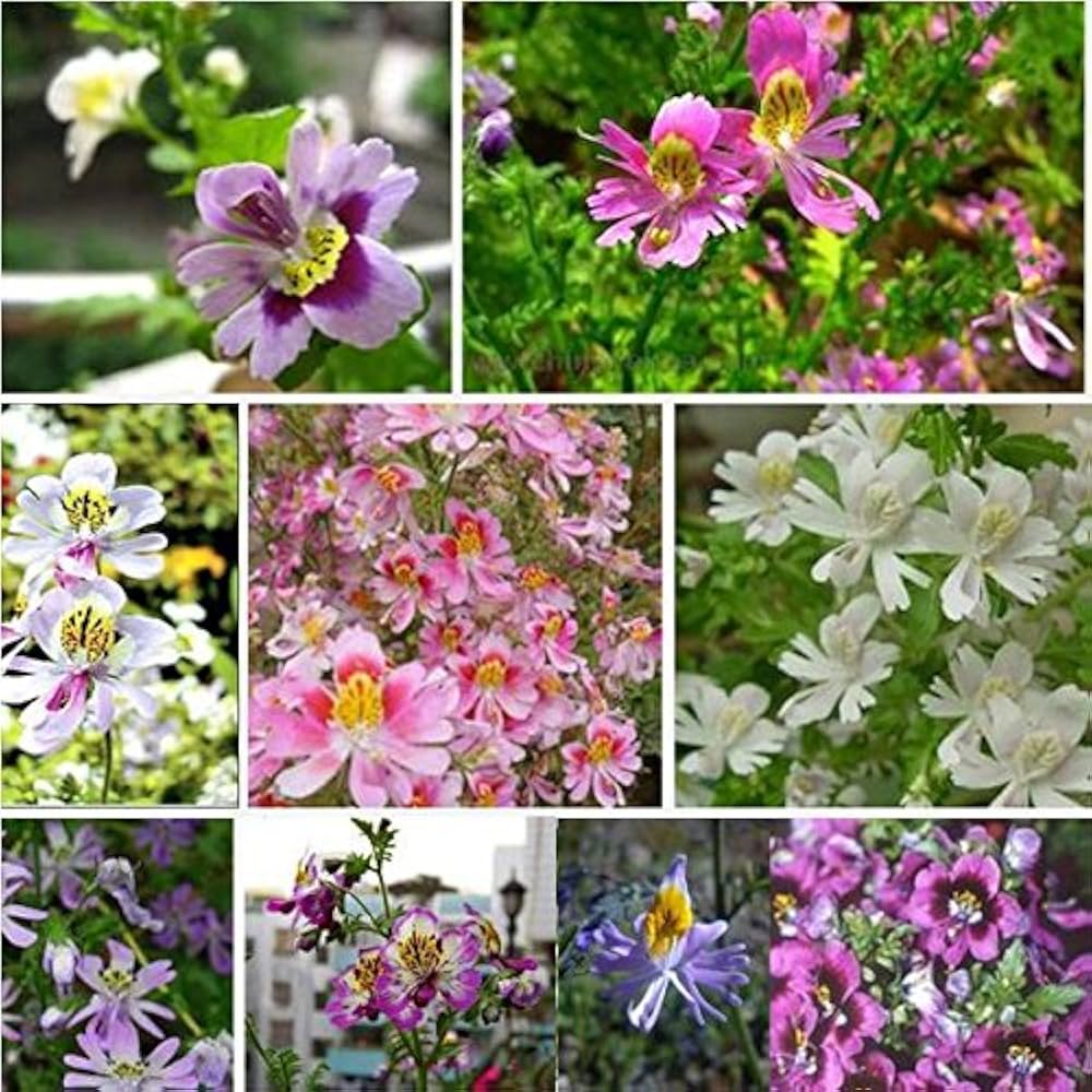 aquilegia mixed flower seeds