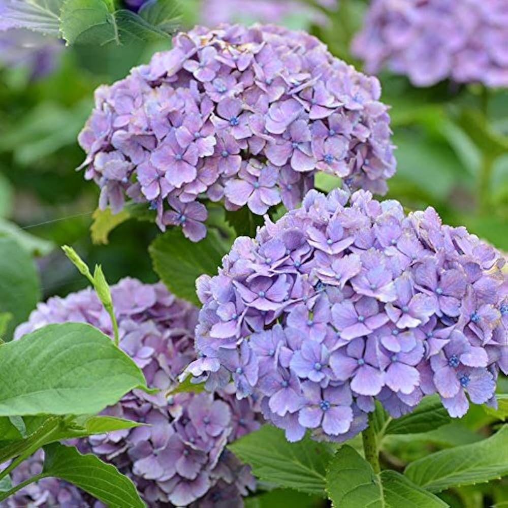 hydrangea for flower seeds