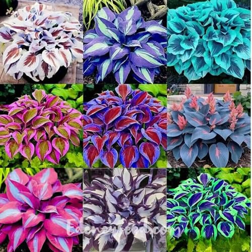 mixed hosta heirloom non-gmo seeds