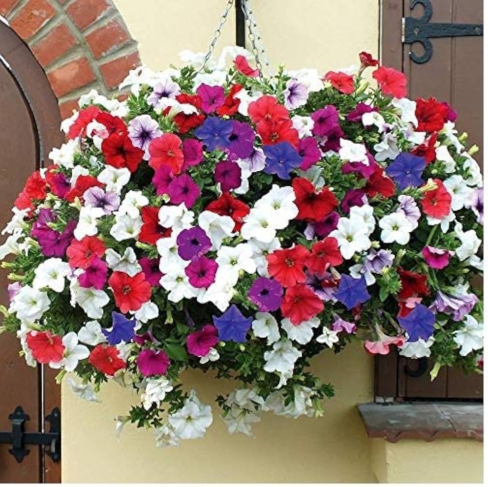 house garden flower seeds