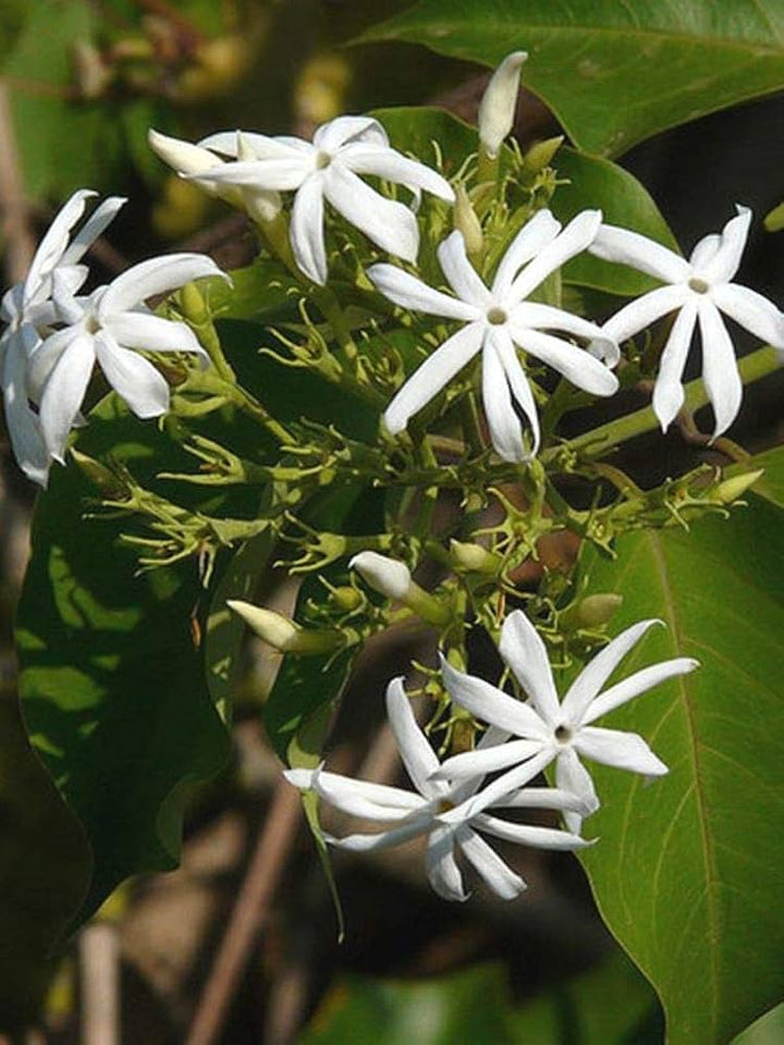 Jasmine Flower Seed White – Heirloom, Non-GMO, High Germination Seeds
