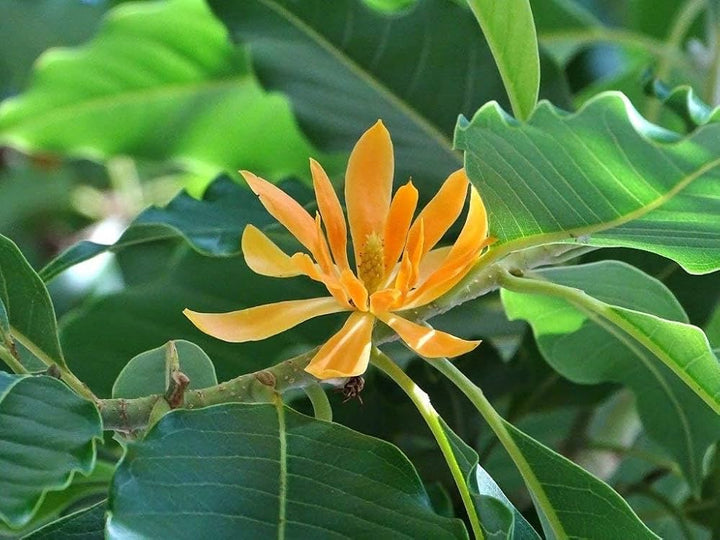 Orange Michelia Alba Flower Seeds – Heirloom, Non-GMO, High Germination Seeds