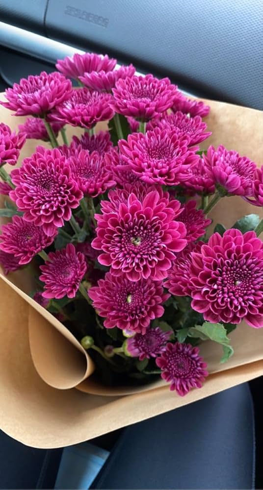 Dark Pink Chrysanthemum Flower Seeds – Heirloom, Non-GMO, High Germination