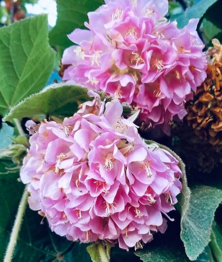 Dombeya Flower Seeds Pink – Heirloom Non-GMO High Germination Seeds for Planting