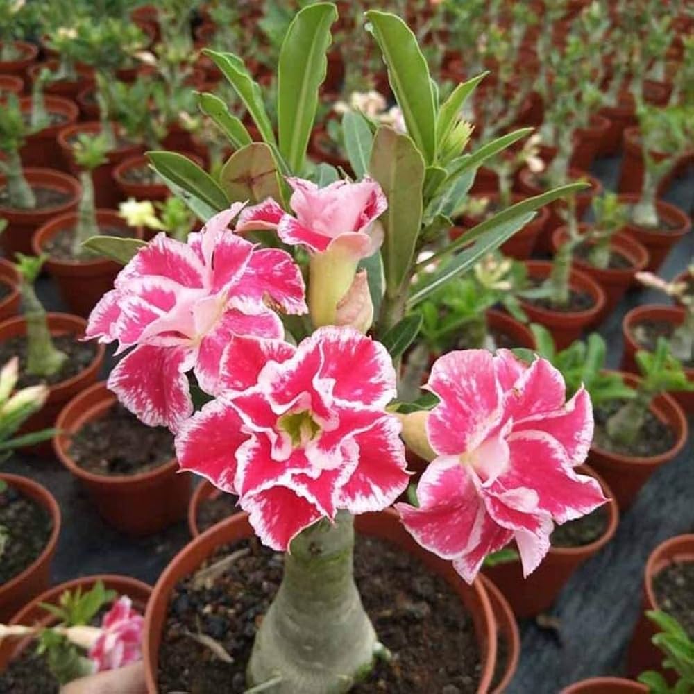 white double flower seeds