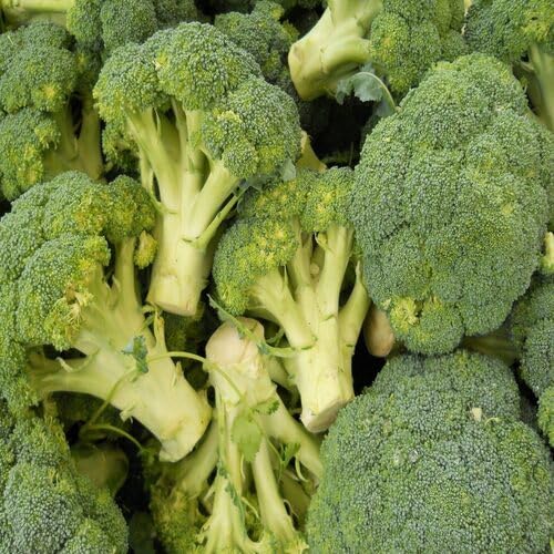 Broccoli – Heirloom, Non-GMO, High Germination Organic Garden Seeds Planting