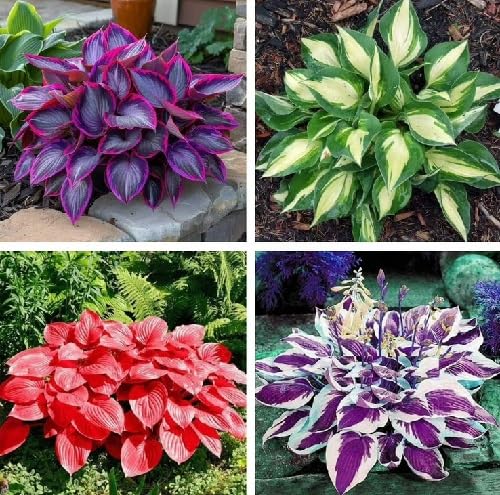 mixed hosta seeds