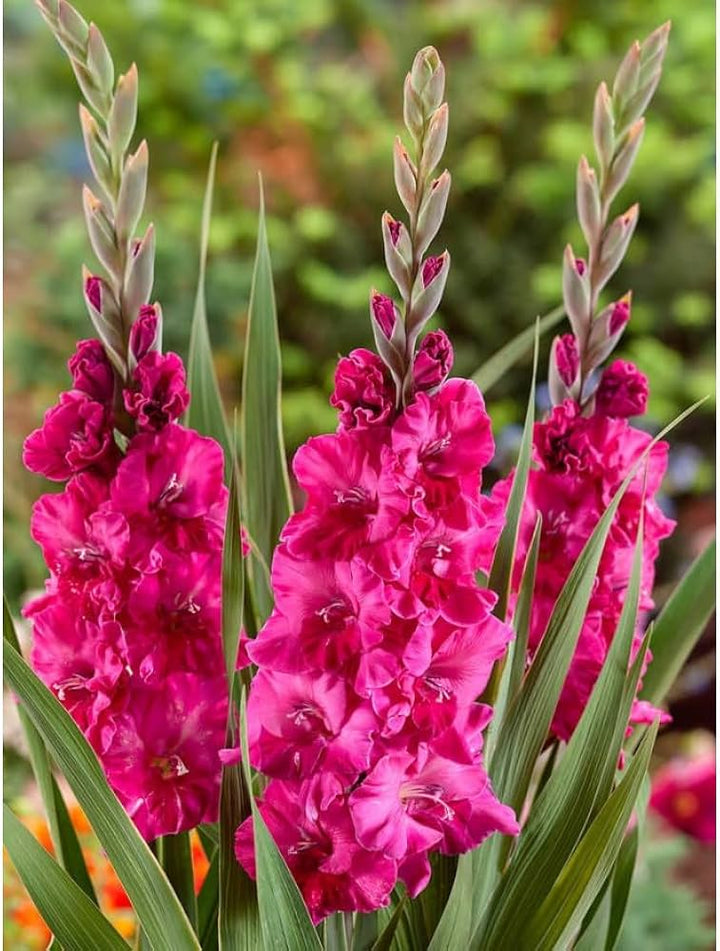 Pink Gladiolus Illyricus Flower Seeds – Heirloom, Non-GMO High Germination Seeds for Planting | Organic Garden Seeds