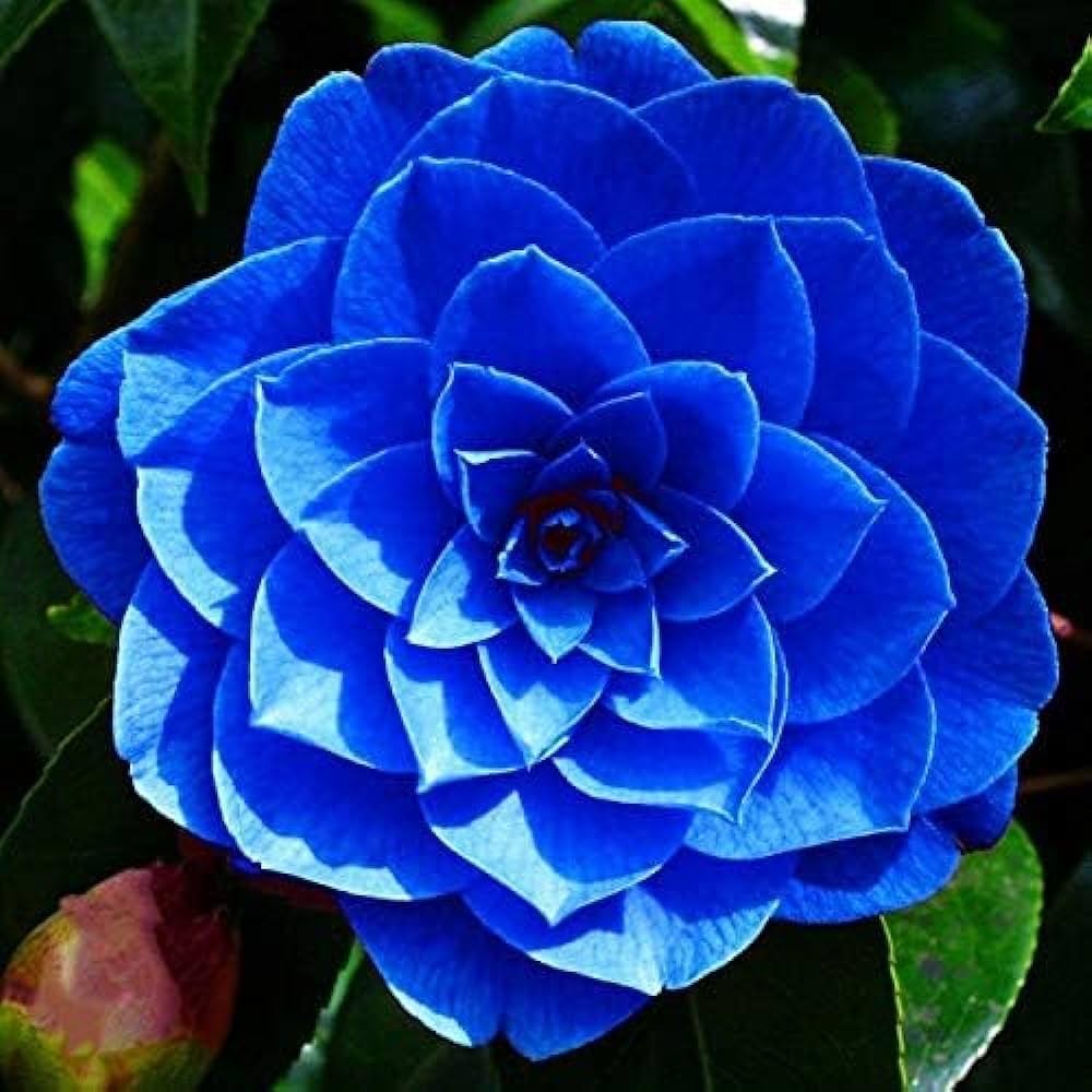 Blue Camellia Flower Seeds For Planting – Heirloom, Non-GMO, High Germination Seeds