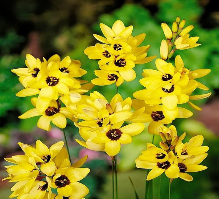 Yellow Diascia Flower Seeds for Planting – Heirloom, Non-GMO, High Germination