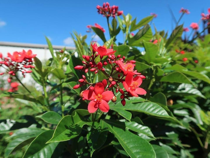 Jatropha Flower Seeds Red – Heirloom, Non-GMO, High Germination Seeds