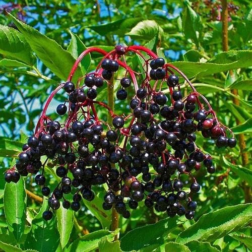 Elderberry Fruit Seeds for Planting – Heirloom Non-GMO High Germination Organic Garden Seeds for Juices &amp; Syrups