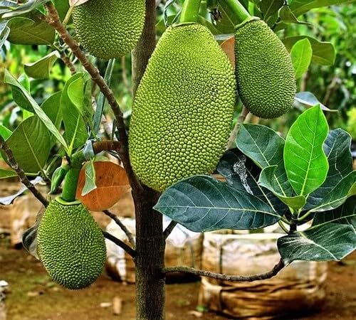 Green Jackfruit Seeds – Heirloom, Non-GMO, High Germination Organic Garden Seeds