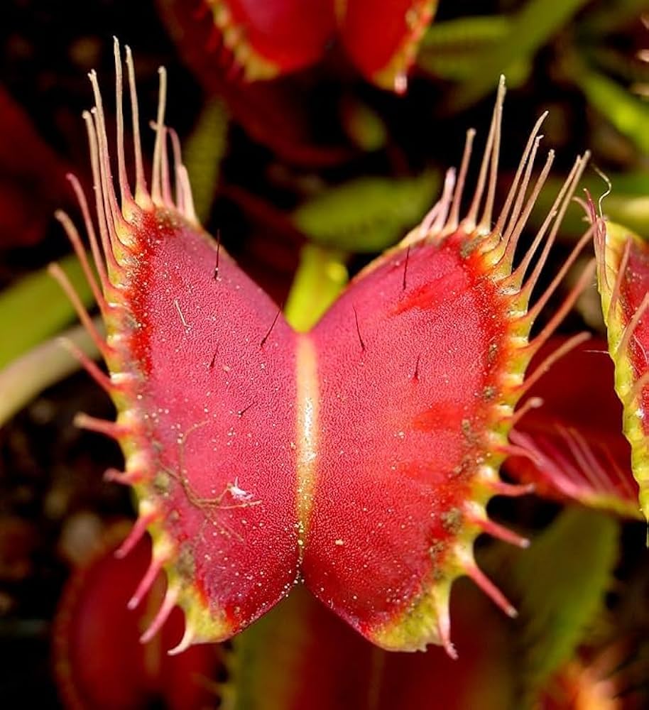 Flytrap Dionaea herb seeds