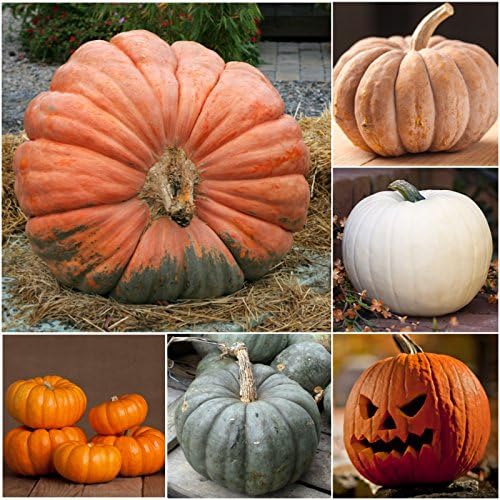pumpkin cucurbita flower seeds