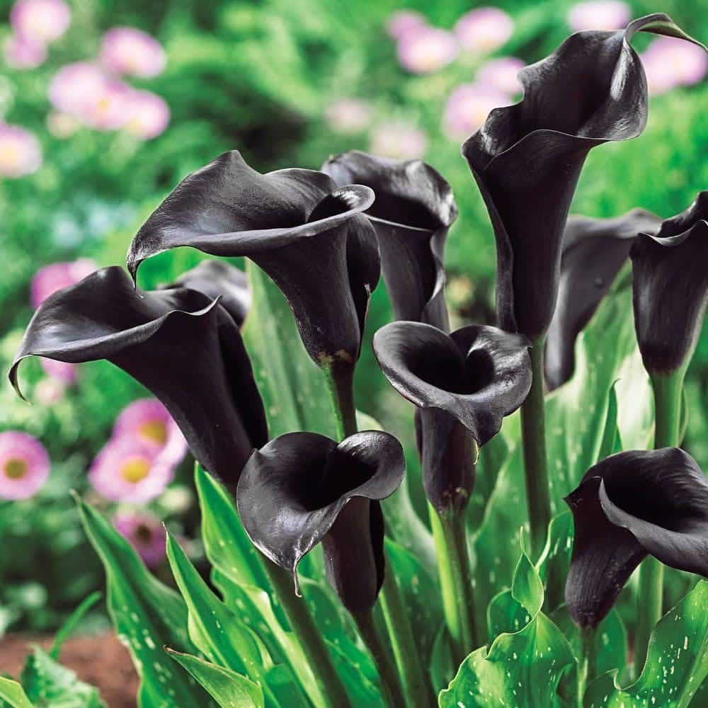dark gray flower seeds