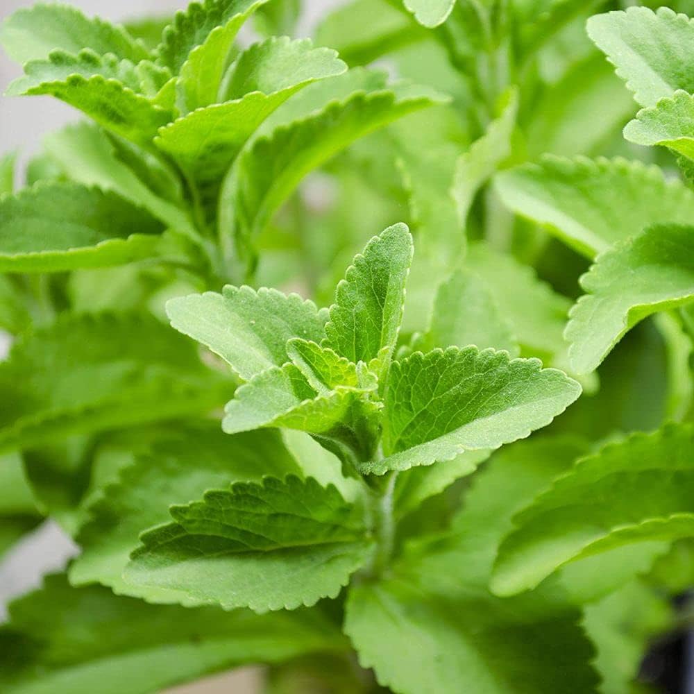 Stevia Plant herb seeds