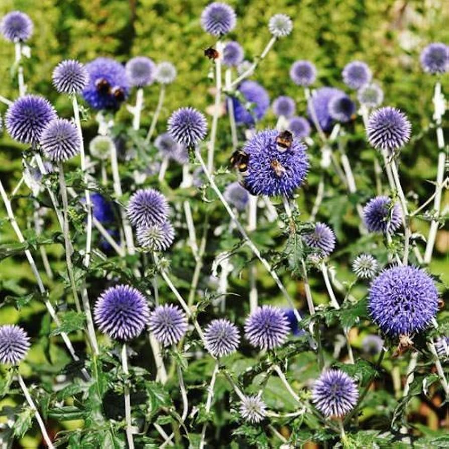 blue globe flower seeds