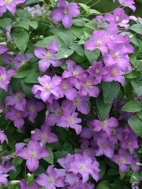 Purple Clematis Flower Seeds for Planting – Heirloom Non-GMO High Germination Seeds Seeds for Planting Organic Garden Seeds