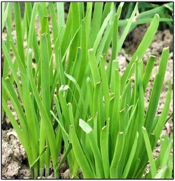 garlic chive flower seeds