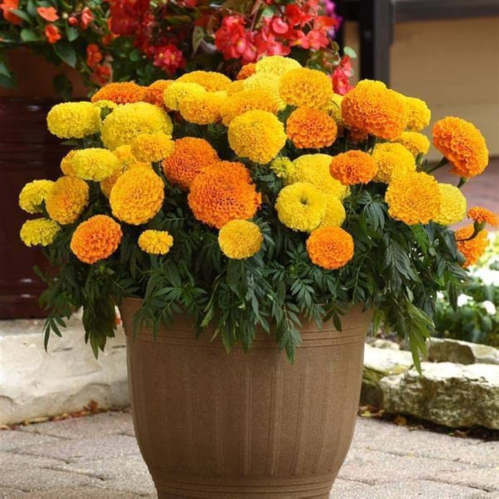 Tall Chinese Aster Seeds for Planting