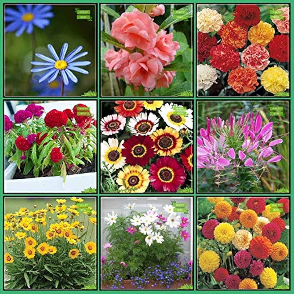 mixed color flower seeds