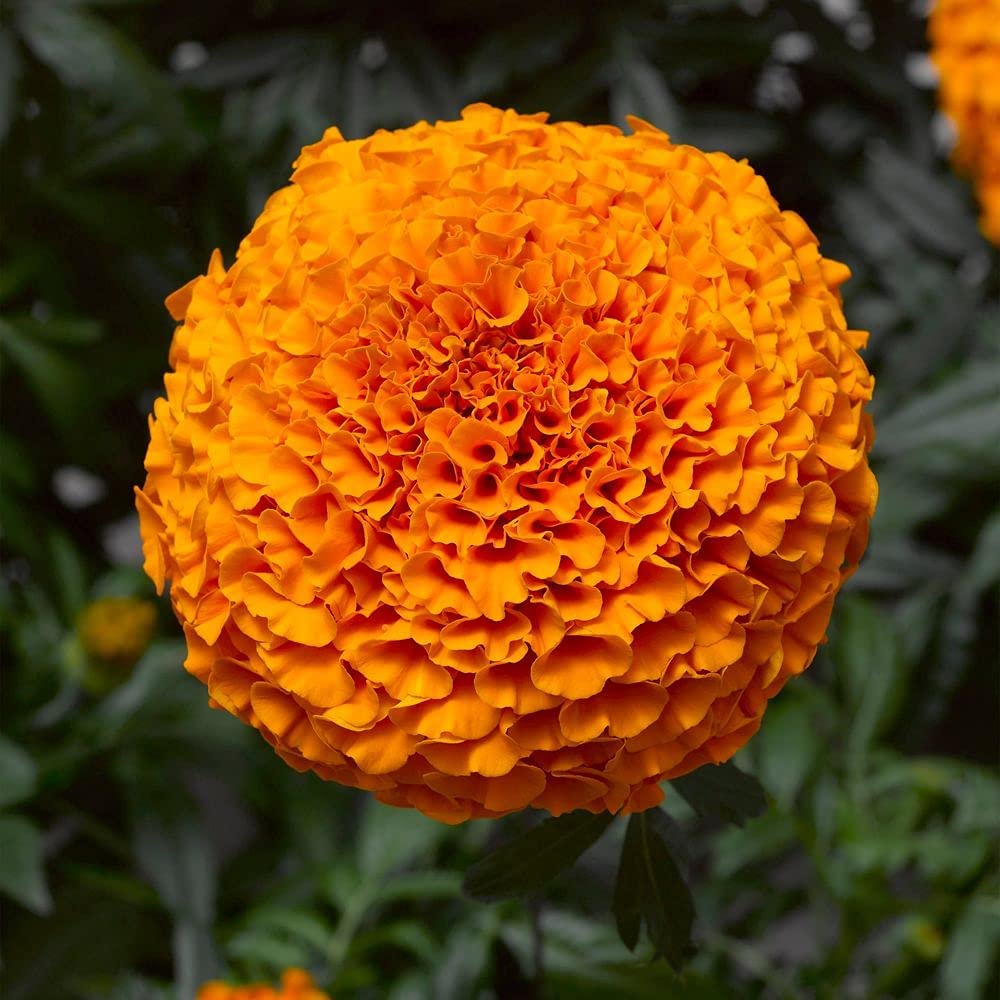 Orange Epicattleya Flower Seeds – Heirloom, Non-GMO, High Germination Seeds