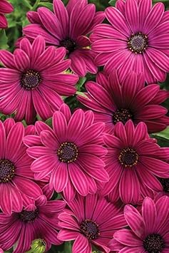 osteospermumflowerpinkheirloomnongmo flower seeds