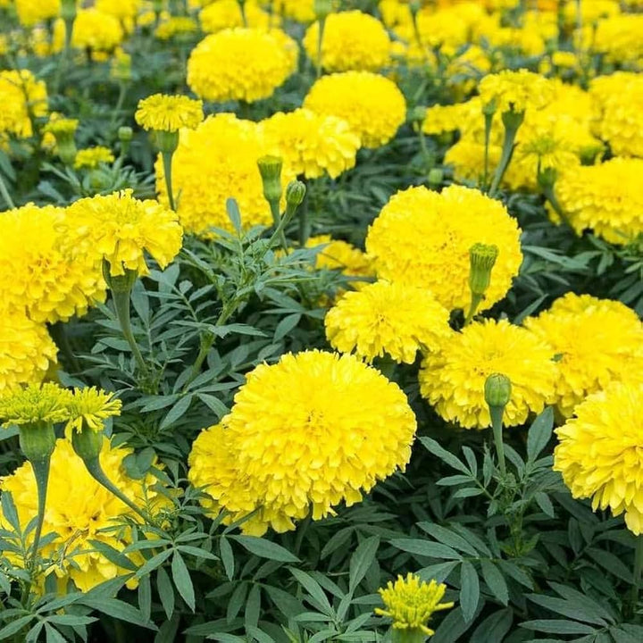 Marigold Flower Seeds Yellow – Heirloom, Non-GMO, High Germination Organic Seeds