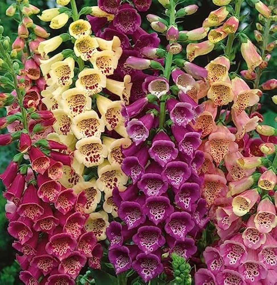 fritillaria digitalis flower seeds